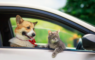 A corgi and a gray cat sit in the passenger seat window, ready for their pet-friendly trip to Fredericksburg, TX.