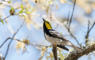 A Birdwatcher’s Guide to Texas Hill Country Birds