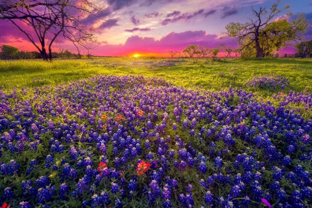 A picture of wildflowers which is one of the best Texas Hill Country spring activities 
