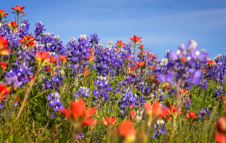 Explore Wildseed Farms in Fredericksburg, TX