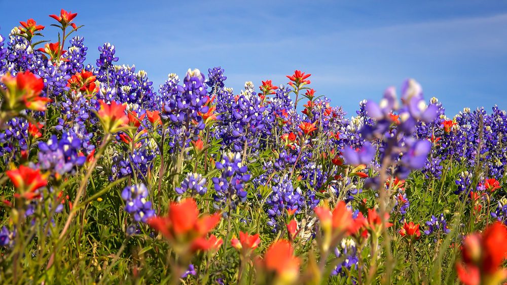 Explore Wildseed Farms in Fredericksburg, TX