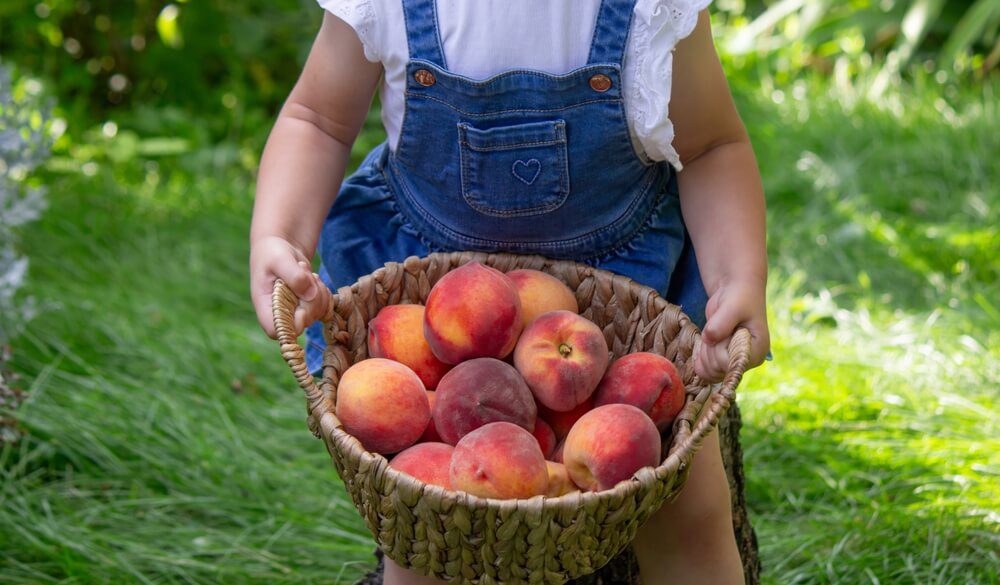 A little girl holding a bucket of Fredericksburg peaches.